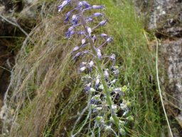 Spetaea lachenaliiflora